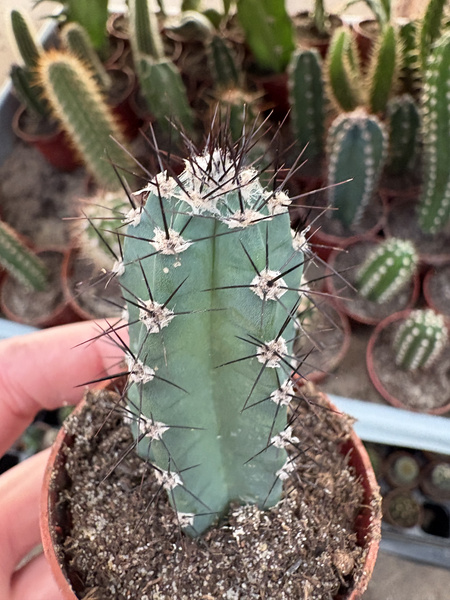 Cereus forbesii
