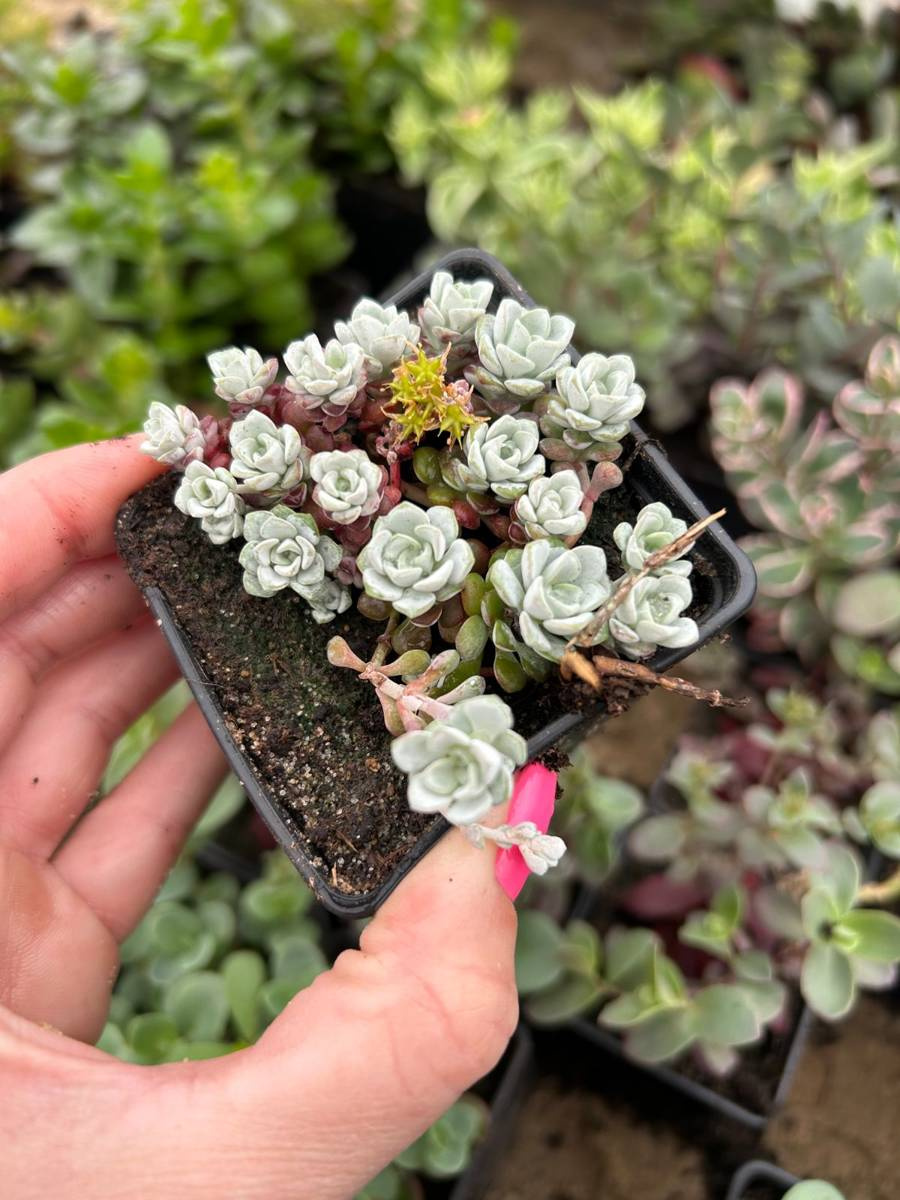 'Cape Blanco' Sedum spathulifolium Succulents \ Sedum Frostresistant