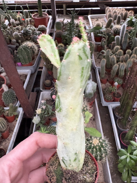 Opuntia monacantha 'Variegated Monstruosa' Płaszcz Józefa - Opuncja Figowa Pstrokata