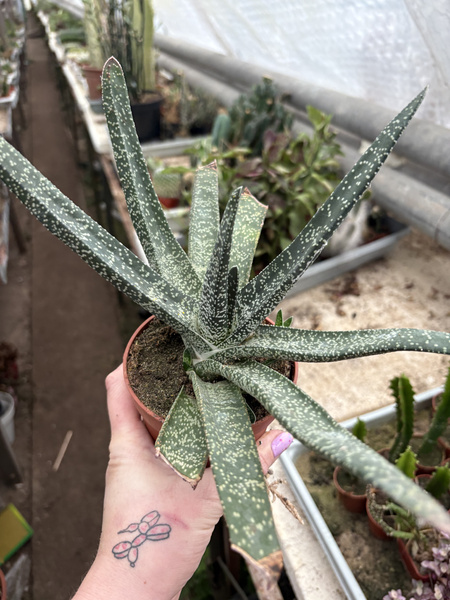 Gasteria gracilis