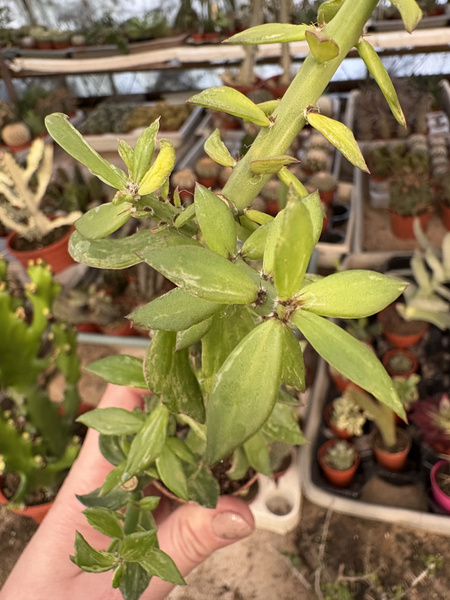 Pereskiopsis spathulata 'Variegata'