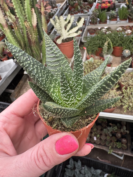 Gasworthia 'Banded Pearls'