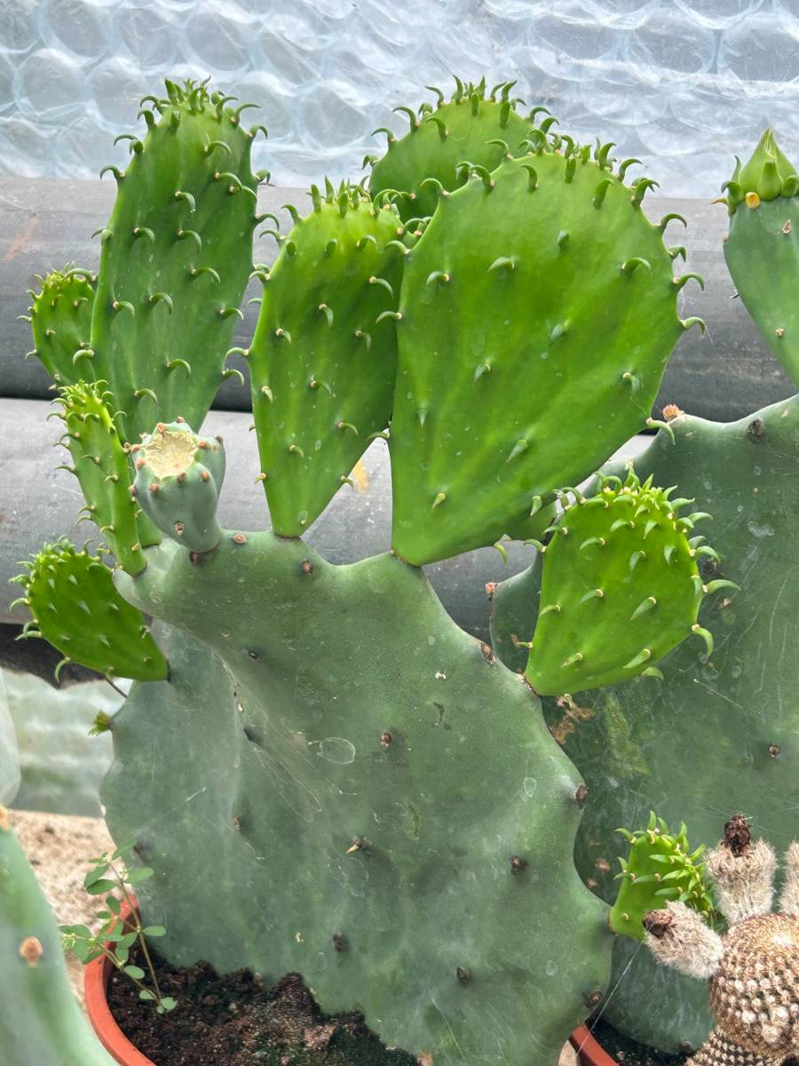 Opuntia gomei 'Old Mexico' at San Marcos Cactuses \ Opuntia Kaktusy