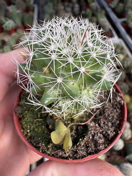 Dolichothele albescens