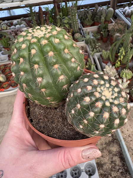 Notocactus uebelmannianus x2