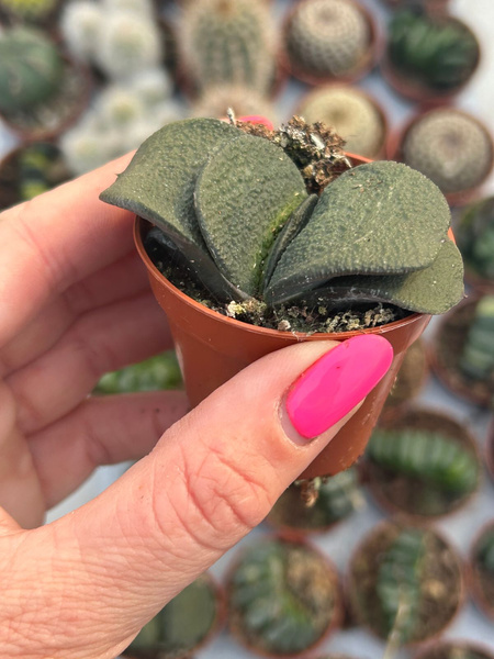 Gasteria armstrongii