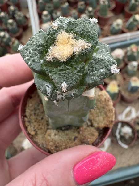 Ariocarpus fissuratus v.lloydii