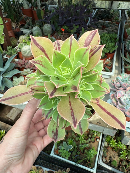 Aeonium leucoblepharum 'Red Stripe'
