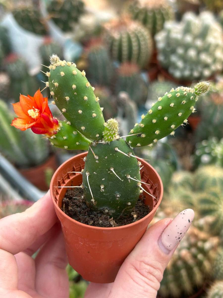 Opuntia quitensis