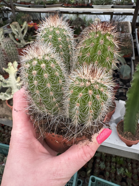 Weberbauerocereus albus