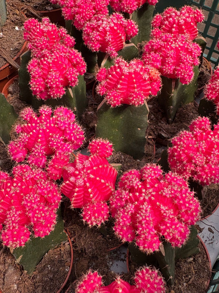 Gymnocalycium mihanovichii 'Hibotan Pink'