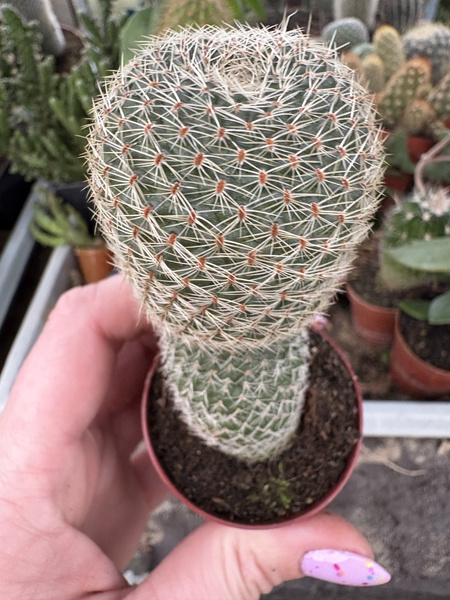 Aylostera heliosa v.condorensis