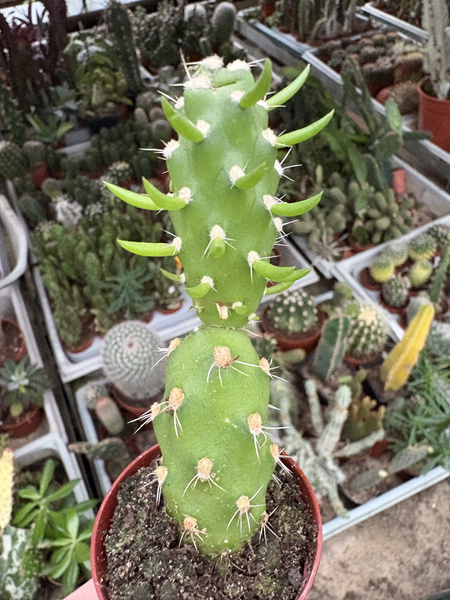 Cumulopuntia boliviana