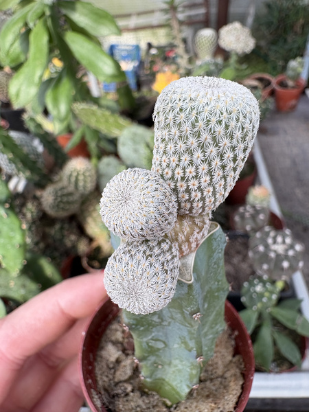 Epithelantha micromeris