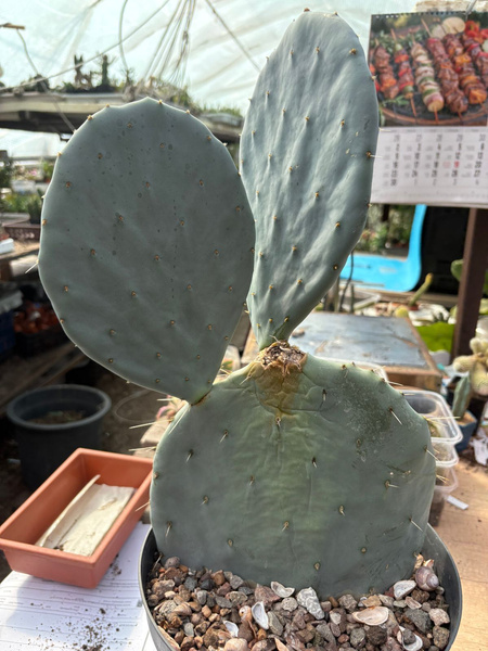 Opuntia robusta