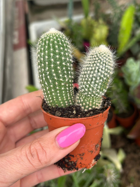 Cleistocactus strausii 'Inermis'