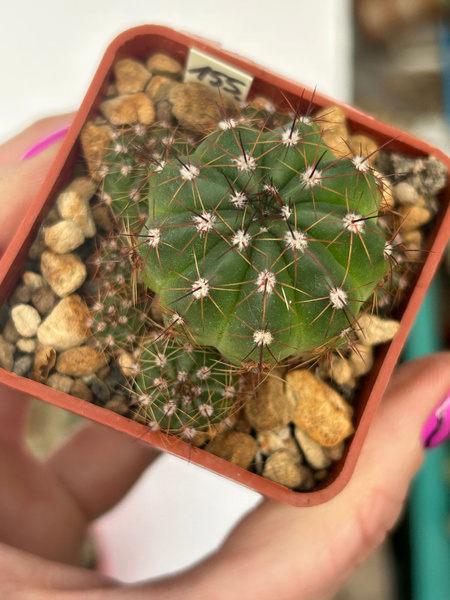 Notocactus ottonis var. tenebrosus