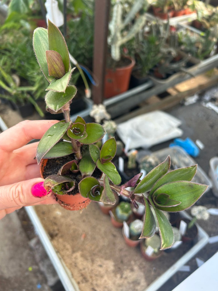 Tradescantia Cyanotis sp. 'Parrot's Beak'