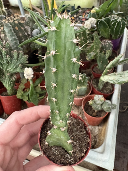 Acanthocereus tetragonus