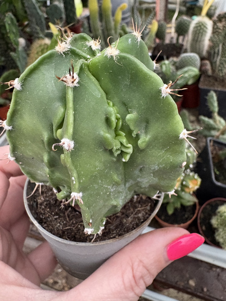 Astrophytum ornatum 'Dinosaur Fukuryu Hannya Nuda'  siewka