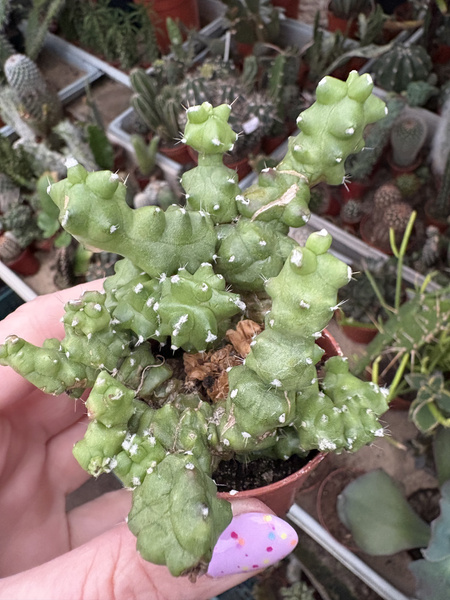 Echinocereus morricalii 'Monstruosa'