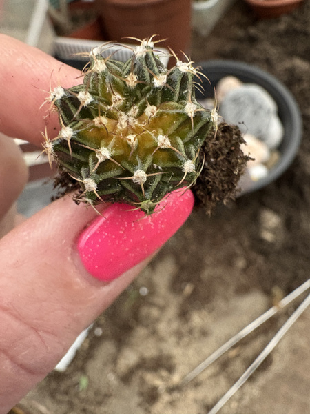 Gymnocalycium mihanovichii SPECJALNY KOLOR