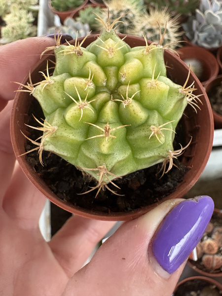 Gymnocalycium anisitsii 'Variegata'
