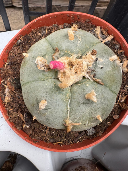 Lophophora williamsii siewka
