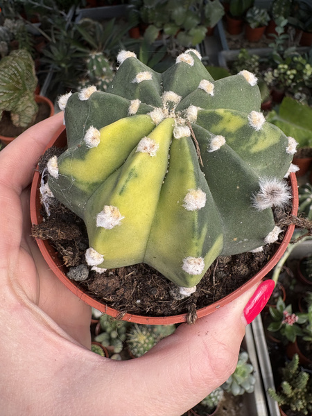 Echinopsis subdenudata 'Variegata'