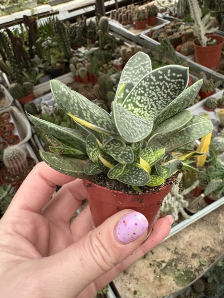 Gasteria bicolor 'Variegata Minima'