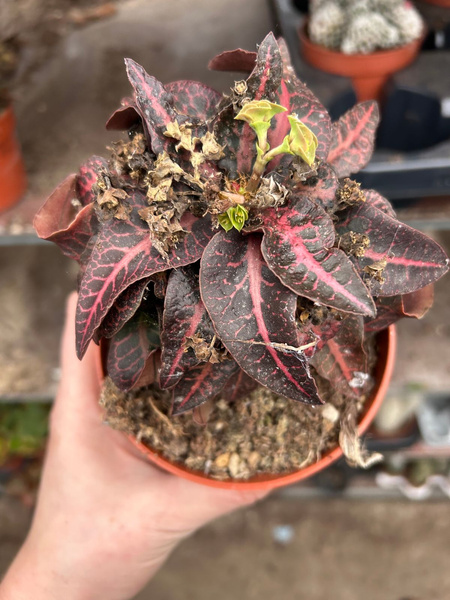 Euphorbia francoisii v.crassicaulis 'Rubrifolia'