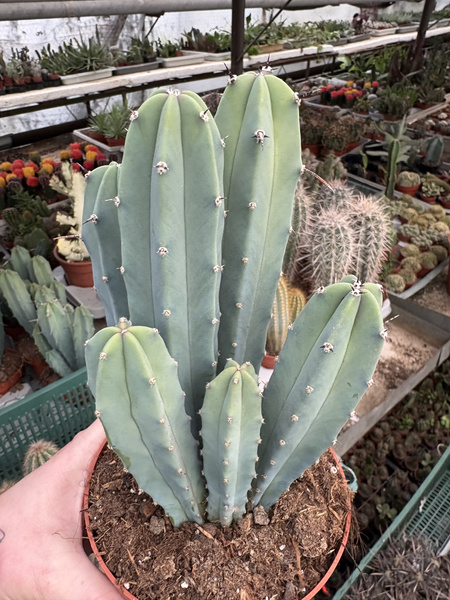 Myrtillocactus geometrizans GRUPA siewek