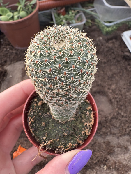 Aylostera heliosa v.condorensis