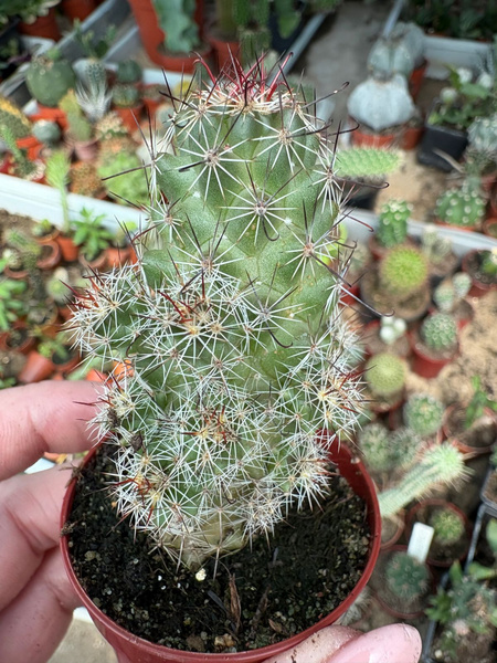 Mammillaria mazatlanensis