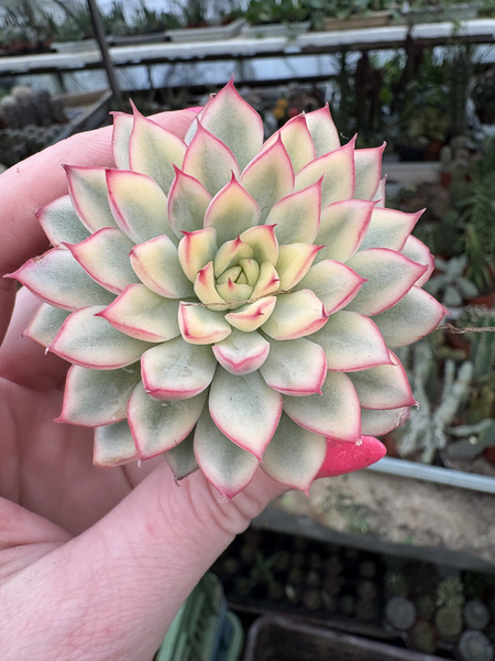 Echeveria mebina 'Variegata'