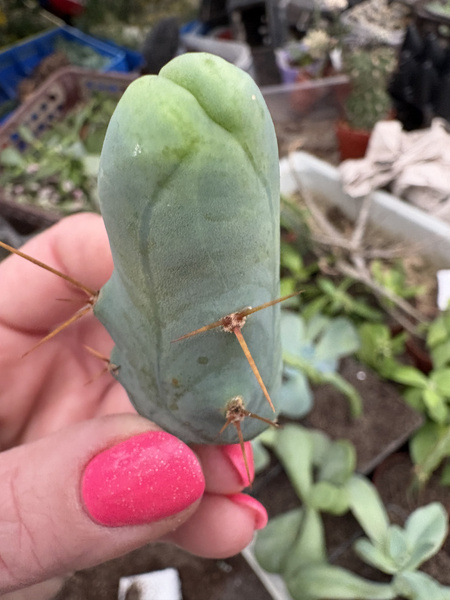 Trichocereus bridgesii 'Penis Plant'