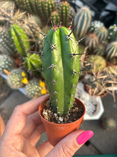 Myrtillocactus cochal