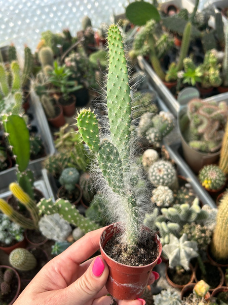 Opuntia erinacea 'Snow Blue Jacket'
