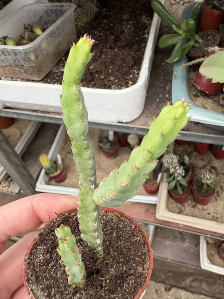 Euphorbia debilispina
