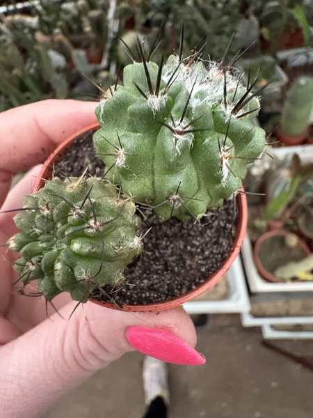 Horridocactus floccosus