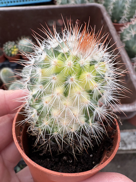 Mammillaria spinosissima 'Variegata'