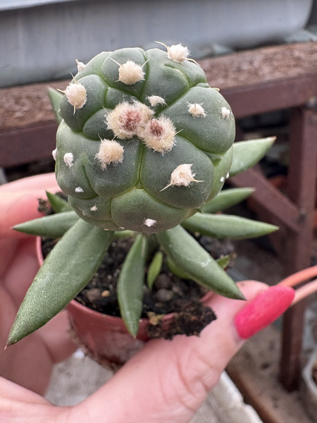 Astrophytum asterias 'Turtle'