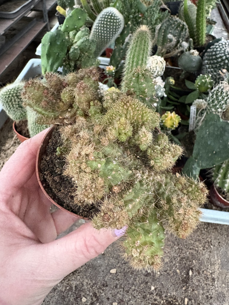 Echinopsis schickendantzii 'Monstruosa Red' kaktus pochodniowy