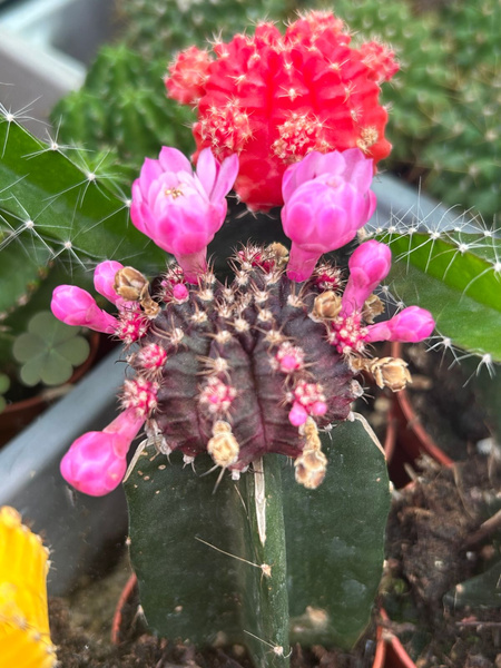Gymnocalycium mihanovichii 'Hibotan Variegata' fiolet