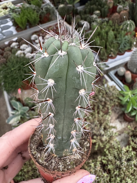 Roseocereus tephracanthus