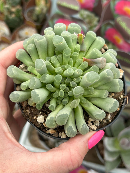 Frithia pulchra