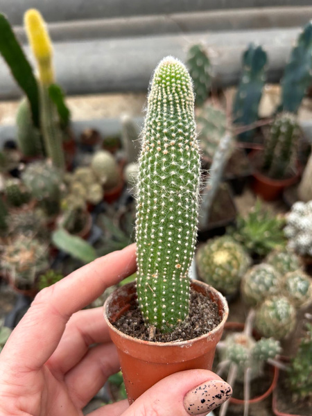 Cleistocactus strausii 'Inermis'
