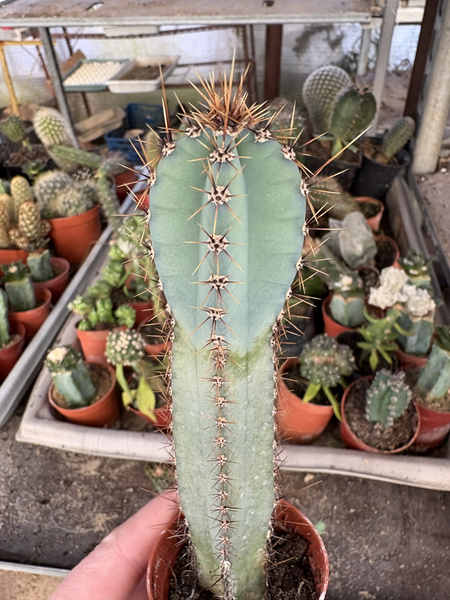 Cereus forbesii