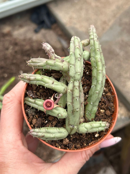 Huernia procumbens