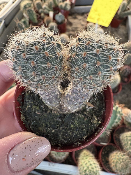 Aylostera subthutiana